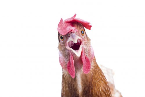 A cockerel crowing against a white background