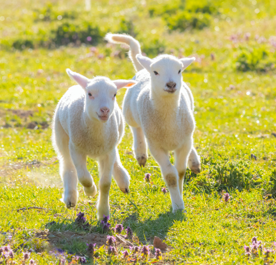 Two lambs running together across a fresh spring pasture in bright sunshine.