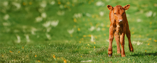 A young brown calf in a grassy field.