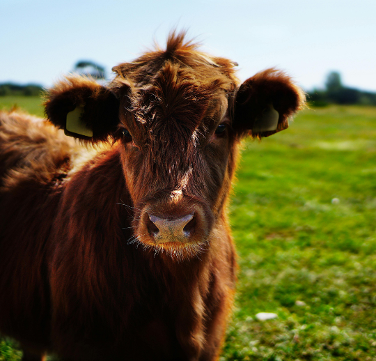 A brown calf in a green field with a blue sky, looking inquisitively at the camera.