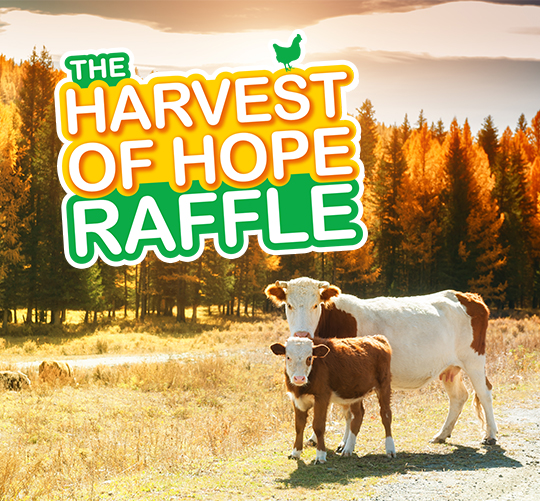 Mother cow and calf in a field on an autumn day with the harvest of hope raffle logo layered top left.