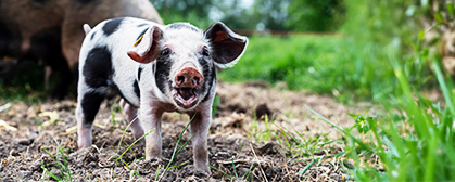 Spotted piglet with mouth open