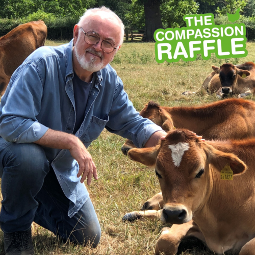 Actor, Peter Egan, strokes a cow in a field - The Compassion Raffle.