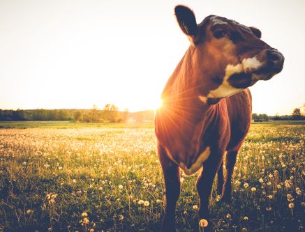 Compassion in World Farming