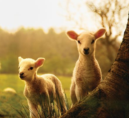 Two lambs stand under a tree in golden light.
