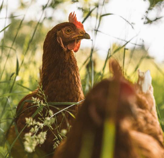 Two hens peacefully forage among tall grass and wildflowers.