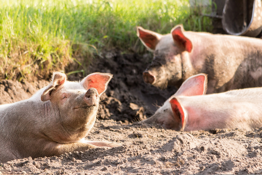 3 pigs wallowing in a mud patch.
