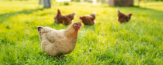 A hen with her flock, in a grassy field on a sunny day.