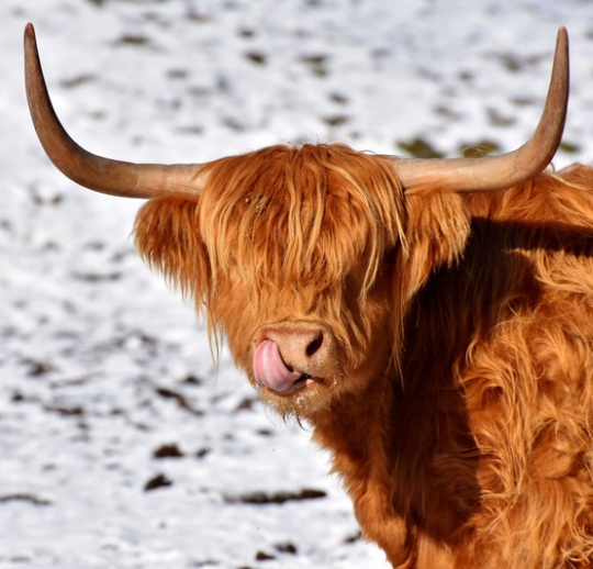 Highland cow in the snow, with their tongue out, facing the camera.