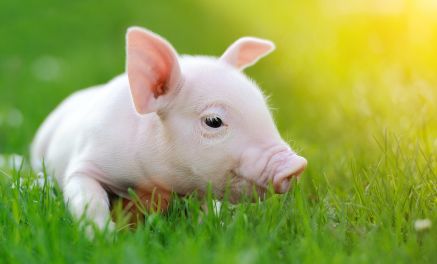 Compassion in World Farming