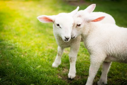 Compassion in World Farming