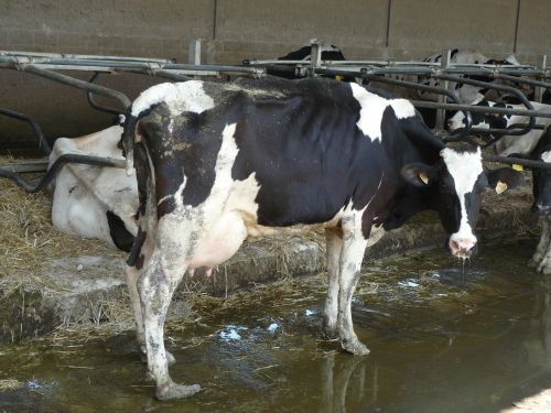 A black and white dairy cow in a low welfare indoor barn. Her hooves are overgrown, her tail is docked and she looks very thin. 