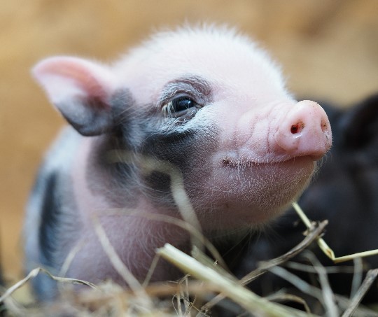Happy piglet in straw.