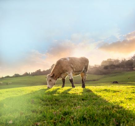 Compassion in World Farming