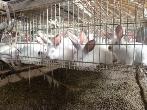 White rabbits with pink eyes crowded into a factory farming cage
