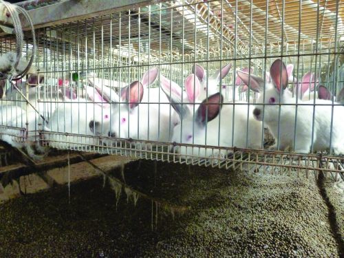White rabbits with pink eyes crowded into a factory farming cage