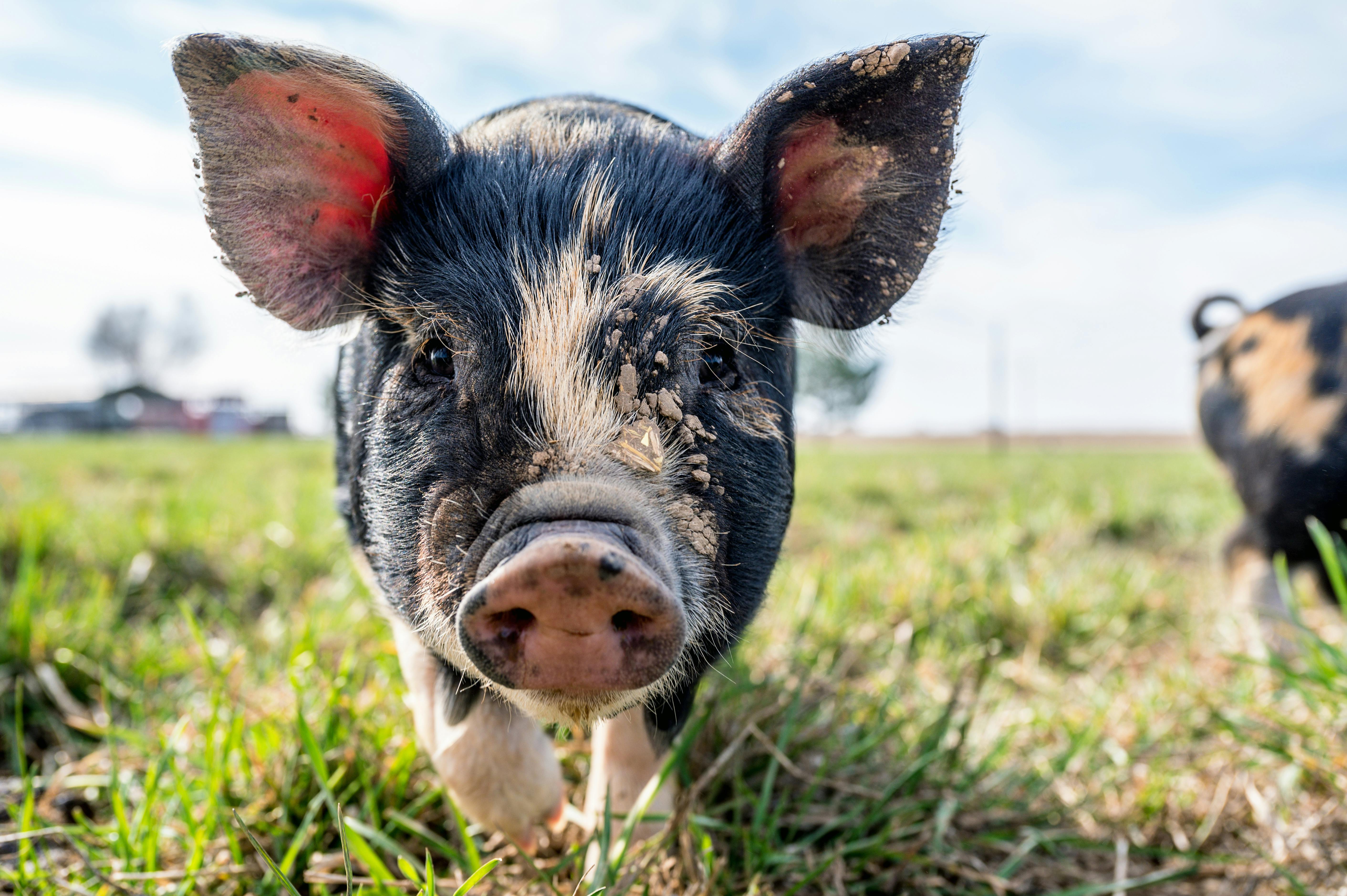 A pig outdoors walking towards the camera in a grassy field. 
