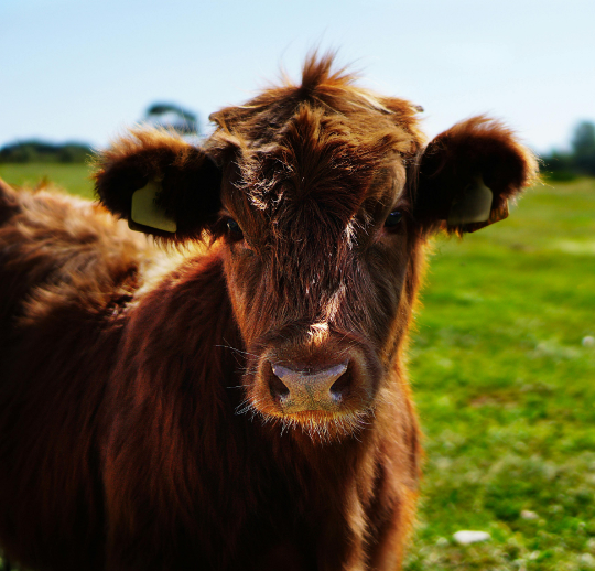 A brown calf in a green field with a blue sky, looking inquisitively at the camera.