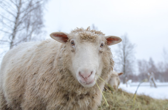 A sheep with a thick winter coat, looking at the camera, chewing hay.  