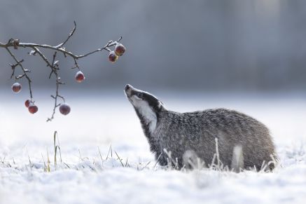 Animal Aid
