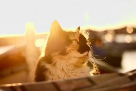 Edinburgh Dog and Cat Home