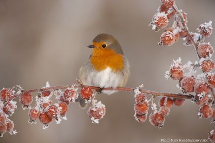 Essex Wildlife Trust