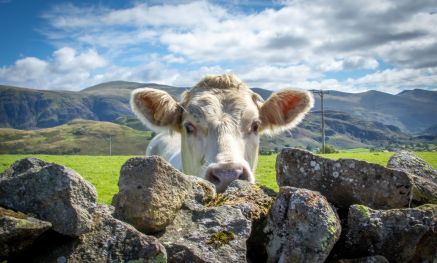 Animal Protection Services
