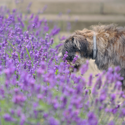 Bristol Animal Rescue Centre