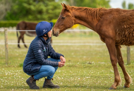  World Horse Welfare 