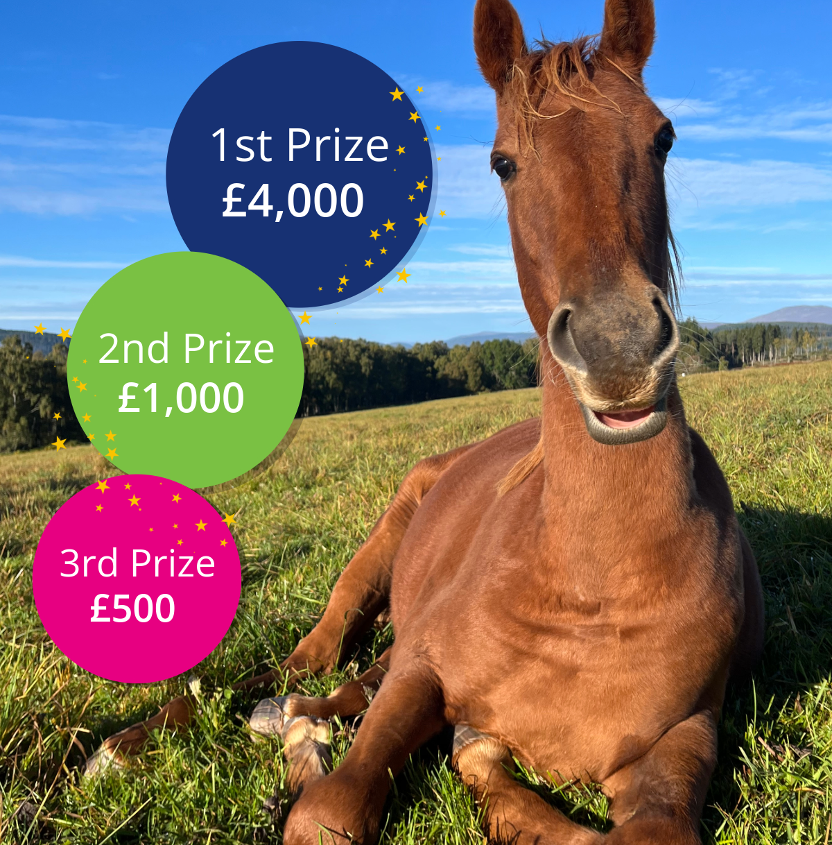  World Horse Welfare 