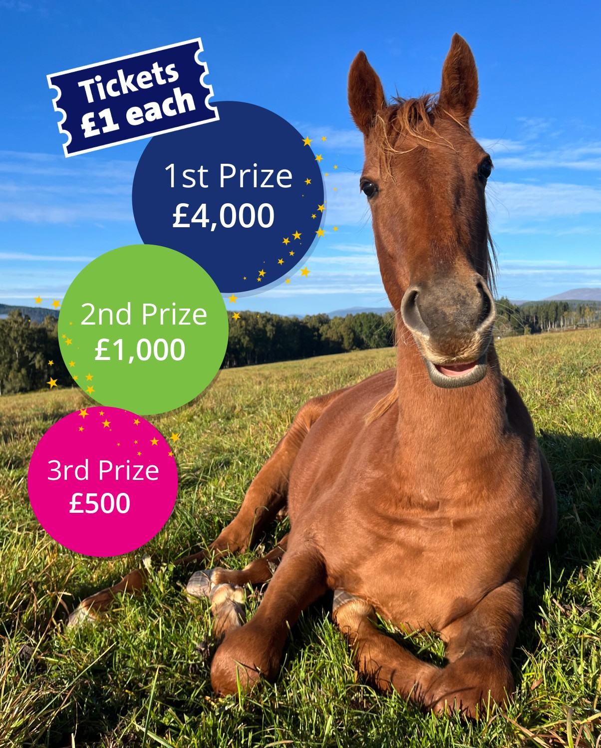  World Horse Welfare 