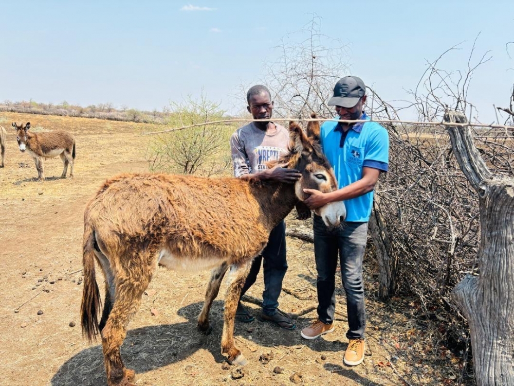 World Horse Welfare