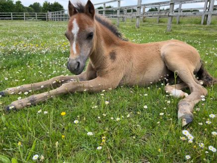 World Horse Welfare
