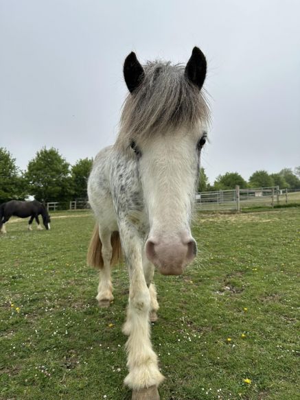 World Horse Welfare