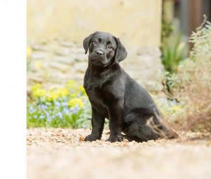 Hearing Dogs for Deaf People