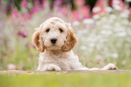 Hearing Dogs for Deaf People