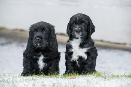 Hearing Dogs for Deaf People