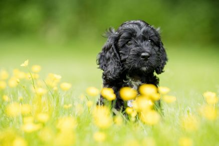  Hearing Dogs for Deaf People 