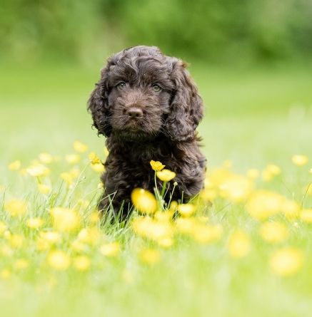 Hearing Dogs for Deaf People