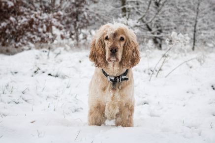 Hearing Dogs for Deaf People