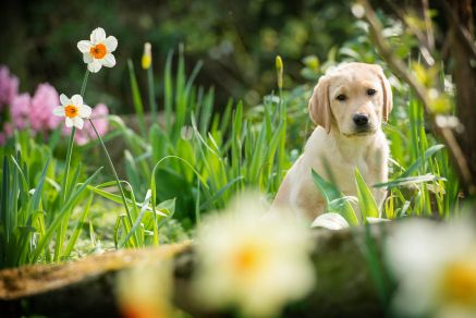 Hearing Dogs for Deaf People