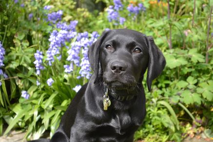 Hearing Dogs for Deaf People