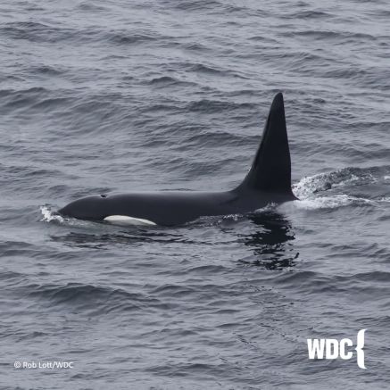 WDC