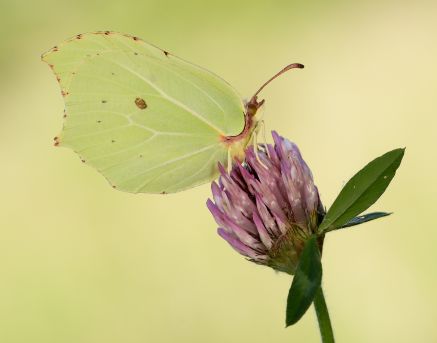  Butterfly Conservation 