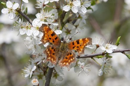 Butterfly Conservation