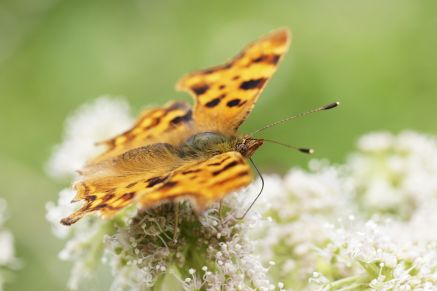 Butterfly Conservation