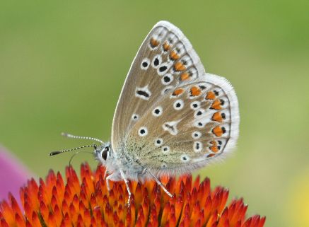 Butterfly Conservation