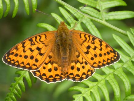  Butterfly Conservation 