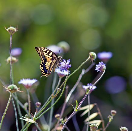 Butterfly Conservation