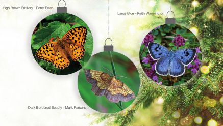 Butterfly Conservation